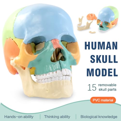 New Anatomy Skull Model 15 Parts Human Color Exploded Skull Detachable - color: Blue