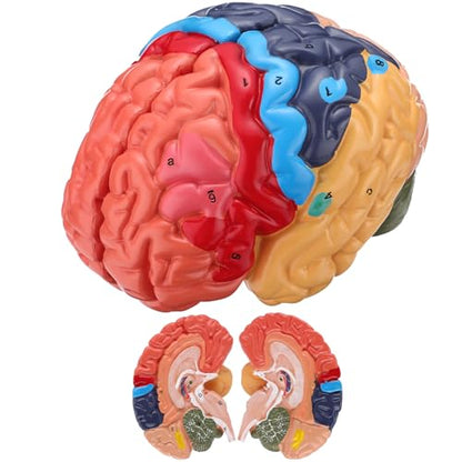 Human Brain Model, Life Size Brain Anatomy Model, 2-Part PVC Brain Model with Laser-Engraved Numbers, Color-Coded Regions, Base & Reference Card for Science Education & Anatomy Study
