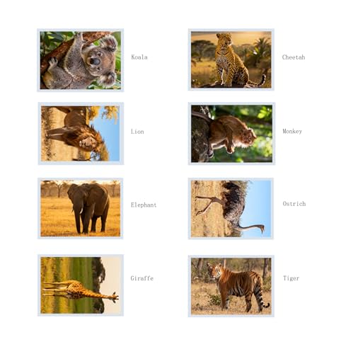 Thematic Animal X-Rays, Set of 16, Simulation Specimen, Science Education Materials for Kindergarten & Preschool, Light Table Accessories, Montessori & Reggio-Inspired (Zoo Animals) - color: Zoo animals