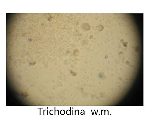 Prepared Protozoa Microscope Slides for Biology Science Education, Pack of 5pcs Specimens by DIY-SCIENCE
