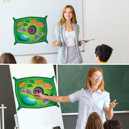 Leitee 18 Pcs Magnetic Plant Cell Model Kit, Giant Biology Teaching Aid - size: 17.8 x 13.7 in