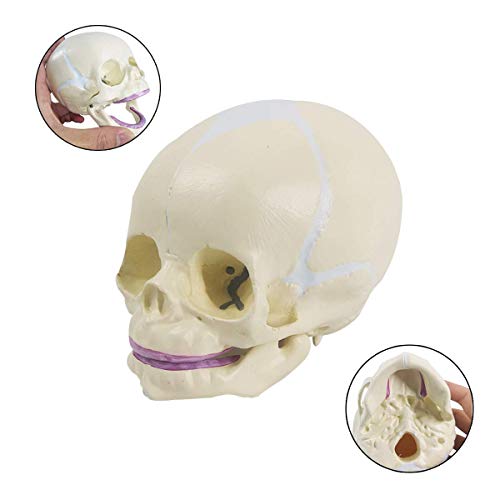 Human Infant Skull Anatomy Model, Life Size Fetus Skull Model, Hand Painted
