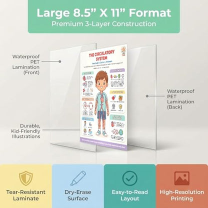 JELLY BEAN GENIUS Circulatory System Poster – Laminated Dry-Erase Human Anatomy Chart for Classroom & Homeschool | Heart Science Wall Poster 8.5x11 - color: Circulatory System