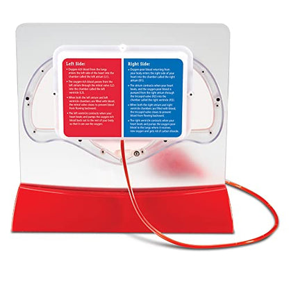 Learning Resources Pumping Heart Model