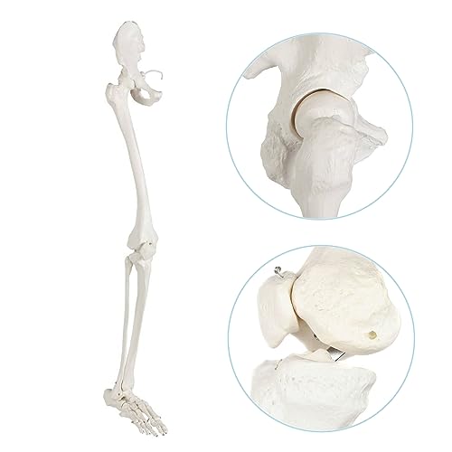Axis Scientific Human Leg Model