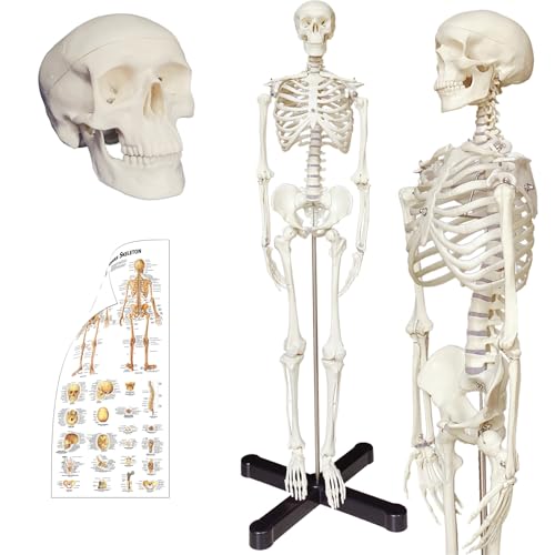 Human Skeleton Model mini 33.5" Compact Desktop Size Anatomical Chart for Student Home Study