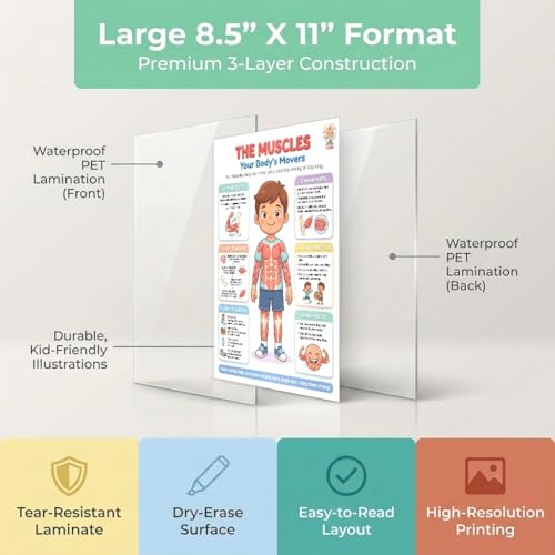 JELLY BEAN GENIUS Muscular System Poster – Laminated Dry-Erase Human Anatomy Chart for Classroom & Homeschool | Muscles Science Wall Poster 8.5x11 - color: Muscular System