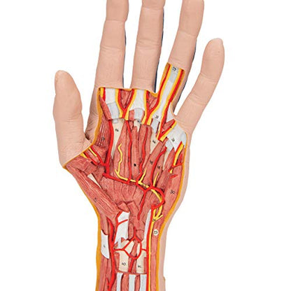 3B Scientific M18 Internal Hand Structure Model 3-Part - 3B Smart Anatomy