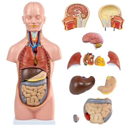 HADWYN 12 Pcs Removable Human Torso Model,20 inch Anatomy Torso Model