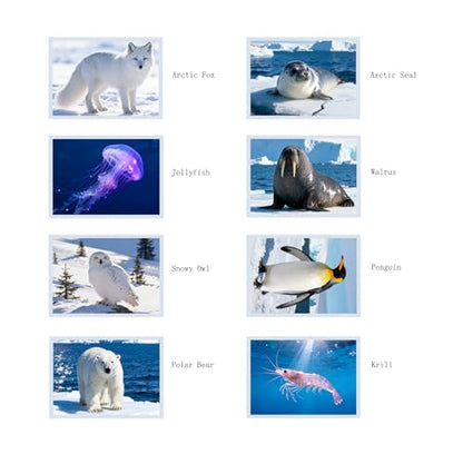 Thematic Animal X-Rays, Set of 16, Simulation Specimen, Science Education Materials for Kindergarten & Preschool, Light Table Accessories, Montessori & Reggio-Inspired (Arctic Animals) - color: Arctic Animals