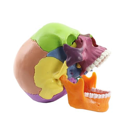 Anatomical Skull Model 15 Parts Human Color Exploded Assembly Palm-Sized
