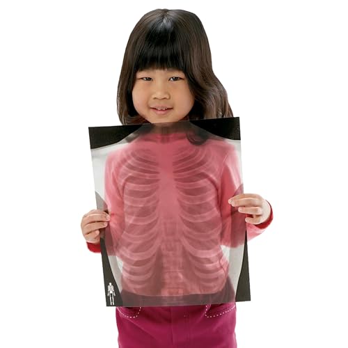 Human X-Rays – 18-Piece Life-Size Skeletal Set for Light Table or Window Exploration, Ages 5+ - style: Human