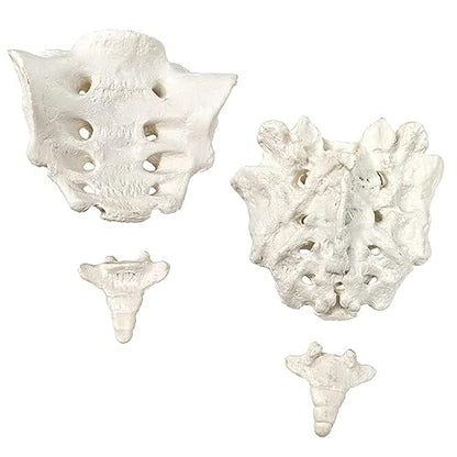 Disarticulated Human Spine Model, Life Size 1-24 Spine Model