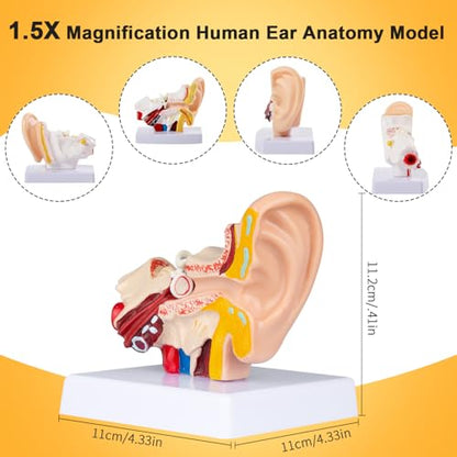 Helivivfy 1.5X Human Ear Anatomy Model, Anatomical 3D ear model with magnified display of outer, middle and inner ear models with base for medical demonstration