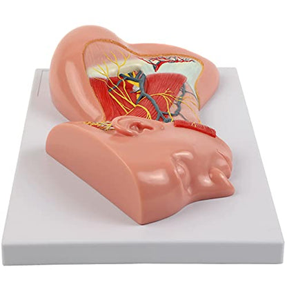 Axis Scientific Human Neck with Muscles, Nerves