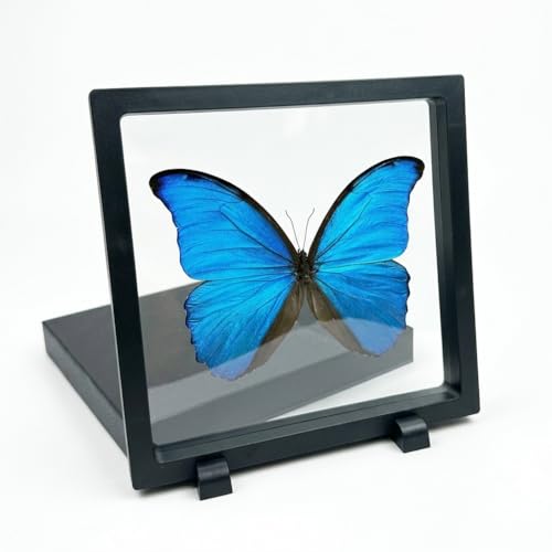 1pc Real Butterfly Specimen PE Film Suspension Box Moisture Proof Display Holder Home Gallery Decor (Blue Morpho Butterfly) - color: Blue Morpho Butterfly