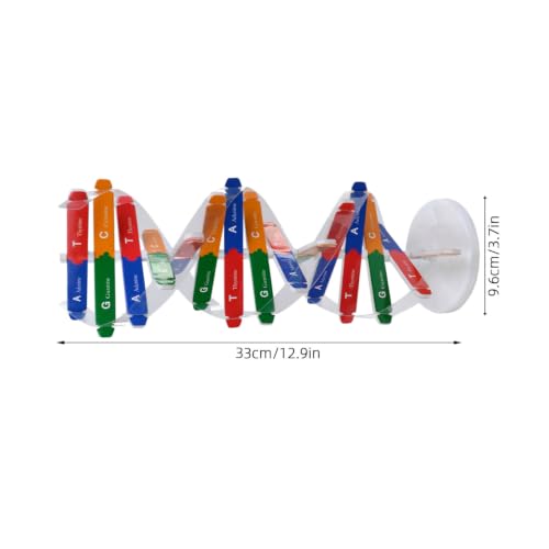 DNA Model Kit Double Helix Model Self-Assembling Science Plaything for Classroom Teaching Human Genes Learning Aid Biology Experiment Accessory for Students