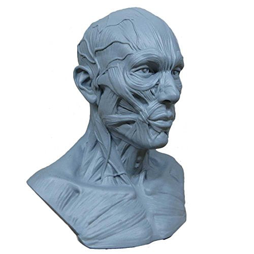 Human Head Muscle Anatomical Model, Facial Bust for Drawing Study Blue - color: Blue