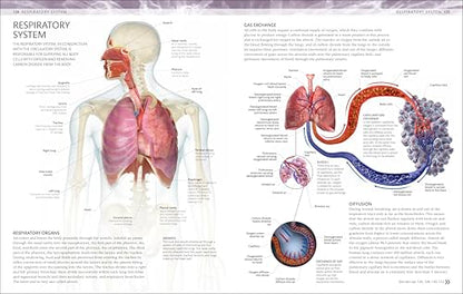 The Human Body Coloring Book: The Ultimate Anatomy Study Guide, Second Edition (DK Human Body Guides)
