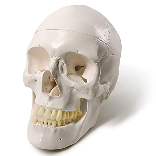 Human Adult Skull Anatomical Model, 3 Part, Life Size 9" Height