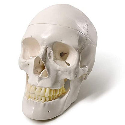 Human Adult Skull Anatomical Model, 3 Part, Life Size 9" Height