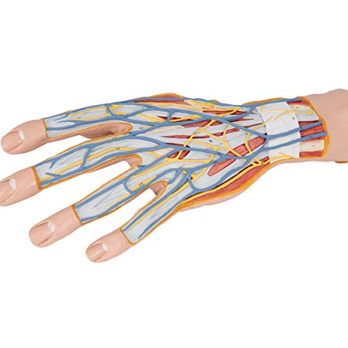 3B Scientific M18 Internal Hand Structure Model 3-Part - 3B Smart Anatomy