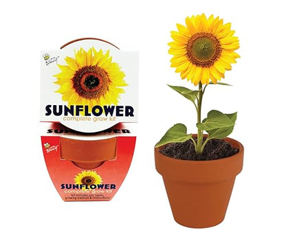 BUZZY Seeds Sunflower Grow Kit 12-Pack, Terracotta Pots, Wedding Favors - color: 12pk Sunflower