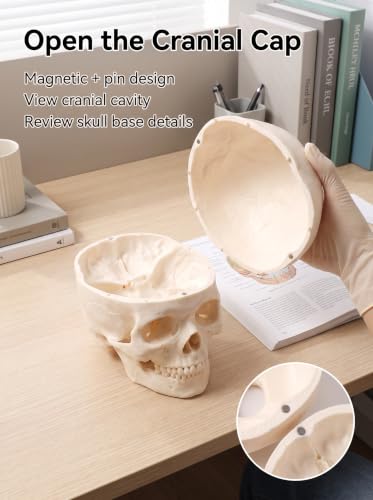 Human Skull Model for Anatomy, Life-Size 3-Part Anatomically Correct Skull