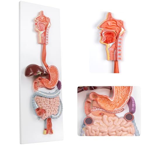 EVOTECH SCIENTIFIC Human Digestive System Anatomy Model, 2 Part Life Size
