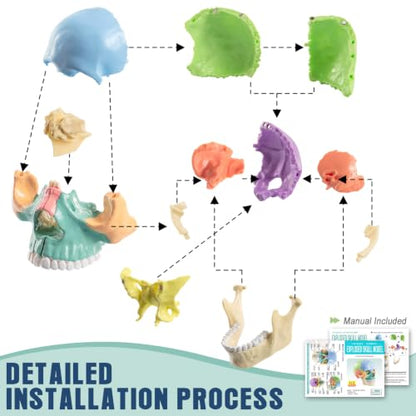 New Anatomy Skull Model 15 Parts Human Color Exploded Skull Detachable - color: Blue