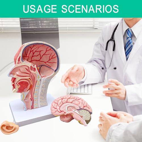 Life-Size Human Head Model with Removable Brain