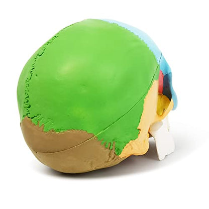 NEW HORIZON Anatomy Skull Model,Human Medical Skull Model Dental ClinicTeaching Equipment,Medical Teaching Learning