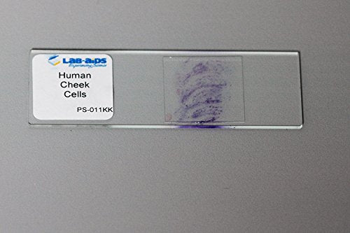 Microscope Slide Mailer (Pack of 25) | OakRidge Products | Protect Glass Slides in Shipping - size: medium