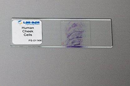 Microscope Slide Mailer (Pack of 25) | OakRidge Products | Protect Glass Slides in Shipping - size: medium