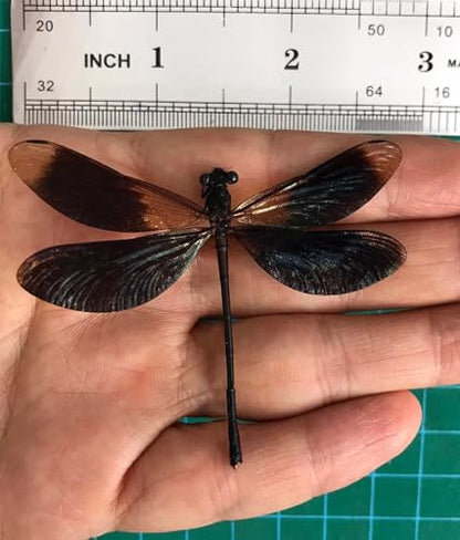 6 Real Black Dragonfly Specimens Mounted Insect Taxidermy Collection BO85X6 - color: 6 Real Beetle #85