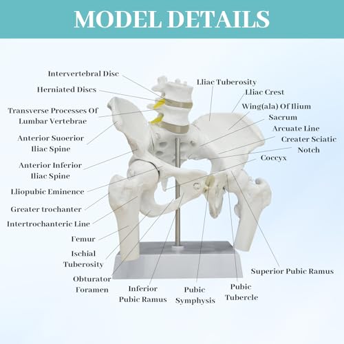 Female Pelvis with Baby Model, Life Size Elastic Pelvis Movable Femur Heads and Flexible Lumbar Spine Joints for Doula Childbirth Education Tools Obstetrics Gynecology Patient Communication - size: Enlarged Pelvis Model