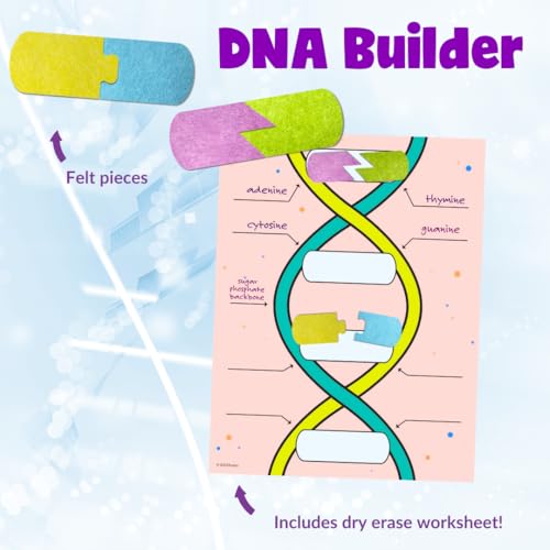Roylco DNA Builder – Back to School Interactive DNA Model Kit for Kids, Hands-On STEM Activity for Classrooms, Science Centers & Homeschool Learning