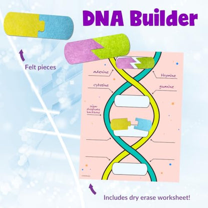 Roylco DNA Builder – Back to School Interactive DNA Model Kit for Kids, Hands-On STEM Activity for Classrooms, Science Centers & Homeschool Learning