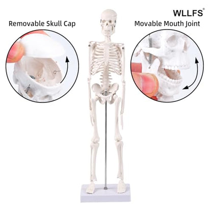 17.72 Inch Mini Skeleton Anatomy Model,Realistic Human Skeleton Model with Movable Arms and Legs, Scientific Anatomical Bone Model,Educational Teaching Display & Halloween Decoration - size: 17.7 inches