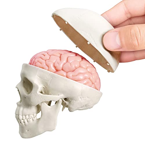 2026 New Human Skull Model, 3 Part With 2-Part Brain, Half Life Size