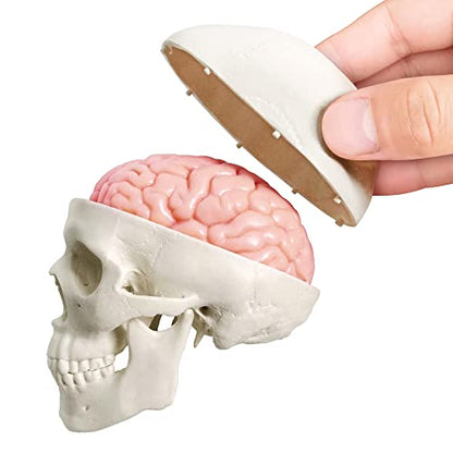 2026 New Human Skull Model, 3 Part With 2-Part Brain, Half Life Size