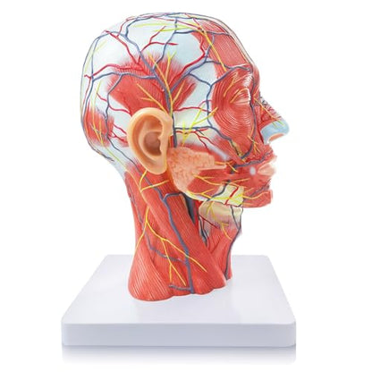 2026 New Life Size Anatomical Head Model Skull,Half Human Head