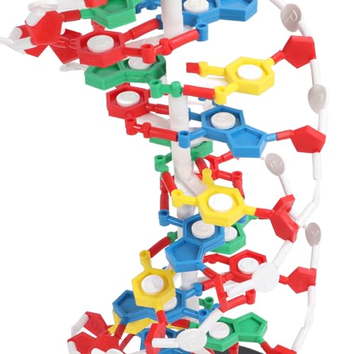 DNA Structure Model Plastic Educational DNA Model Teaching Equipment