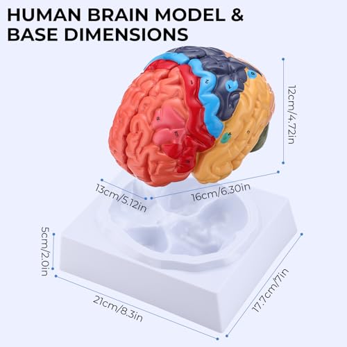Human Brain Model, Life Size Brain Anatomy Model, 2-Part PVC Brain Model with Laser-Engraved Numbers, Color-Coded Regions, Base & Reference Card for Science Education & Anatomy Study