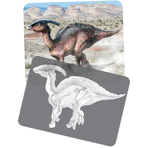 Dinosaur Picture Cards & X-Rays – 24-Piece STEM Paleontology Learning Set for Science, Anatomy & Early Childhood Education - style: Dinosaur