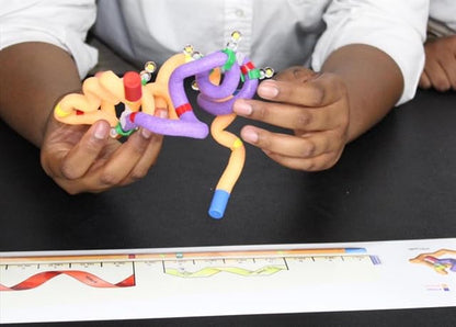 Insulin MRNA to Protein Kit© 6-Group Set