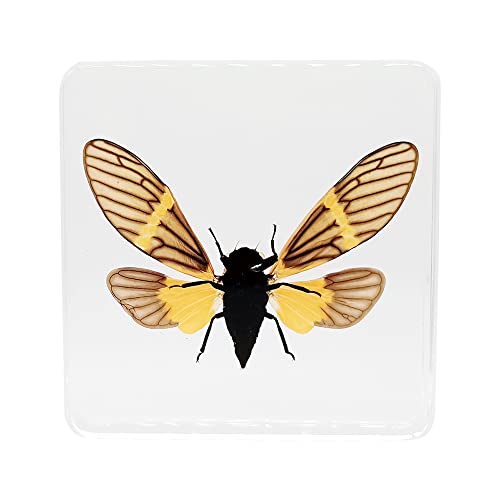 Real Cicada Insect Specimens in Resin Paperweight Crafts, Animal Taxidermy Collection for Science Education & Desk Ornament (Cicada) - color: Cicada