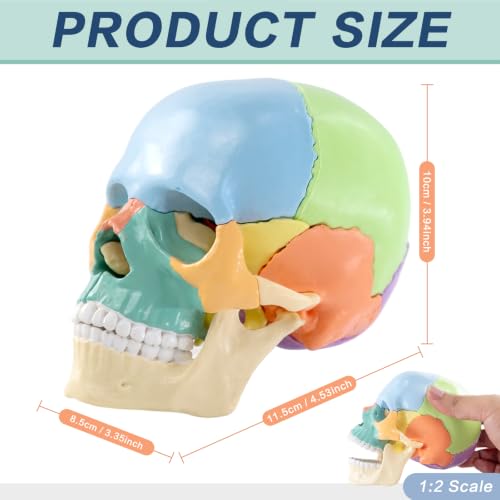New Anatomy Skull Model 15 Parts Human Color Exploded Skull Detachable - color: Blue