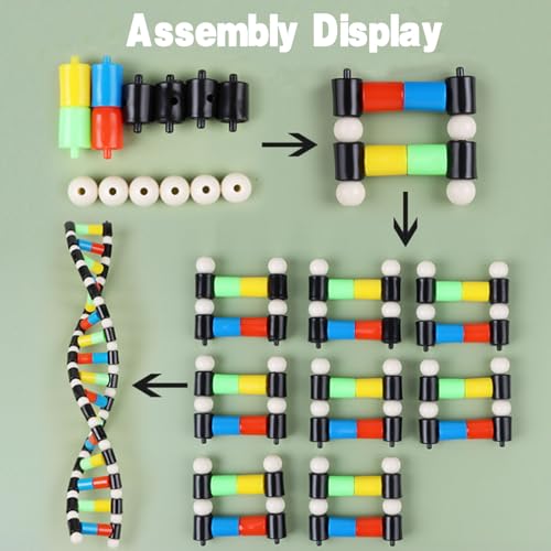 iplusmile DNA Double Helix Structure Models Kit Biological Science Popularization Teaching Aid for DNA Assembling, Educational Learning for School Student