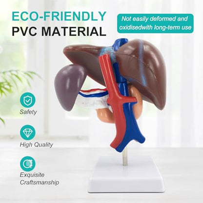 qzzXoq Liver Pancreas Duodenum Model, Human Liver Anatomical Model 3 Parts Life-Size Detachable Liver Spleen Blood Vessels Pancreas Suitable for Medical Teaching Scientific Education - color: Hepatopancreas